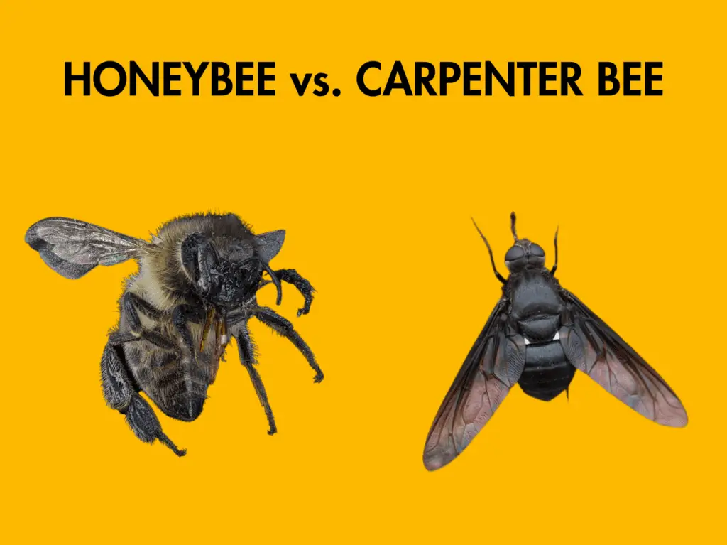 Honey Bees Vs Carpenter Bees Comparing The Key Differences Honeybee