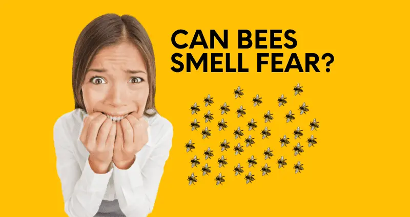 can bees smell fear