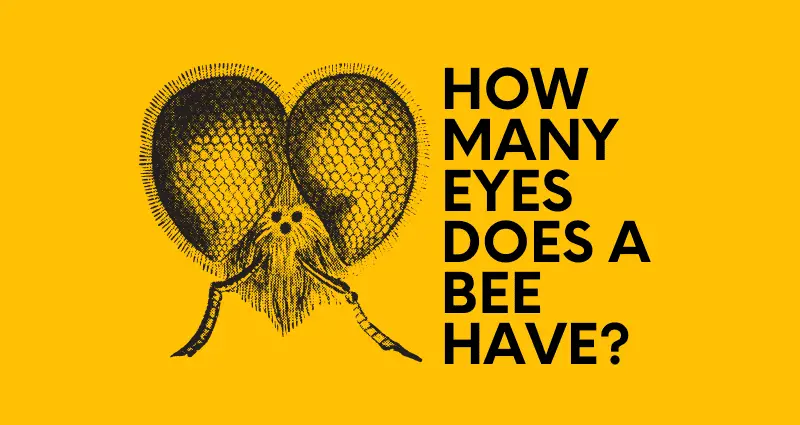 how many eyes does a bee have