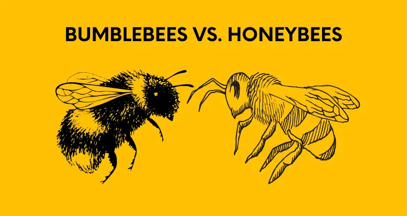 bumblebees vs honeybees