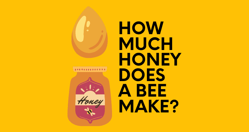 how much honey does a bee make