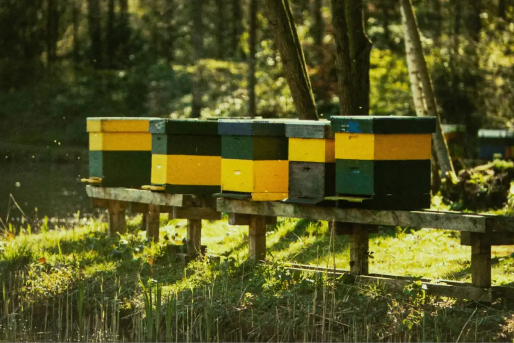 langstroth hives