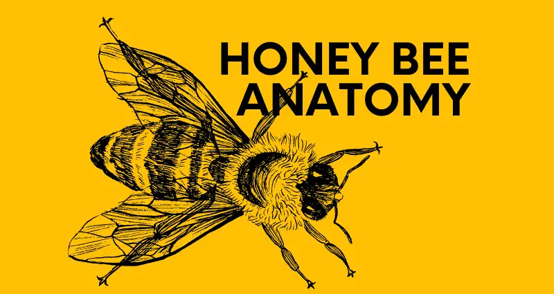 honey bee anatomy