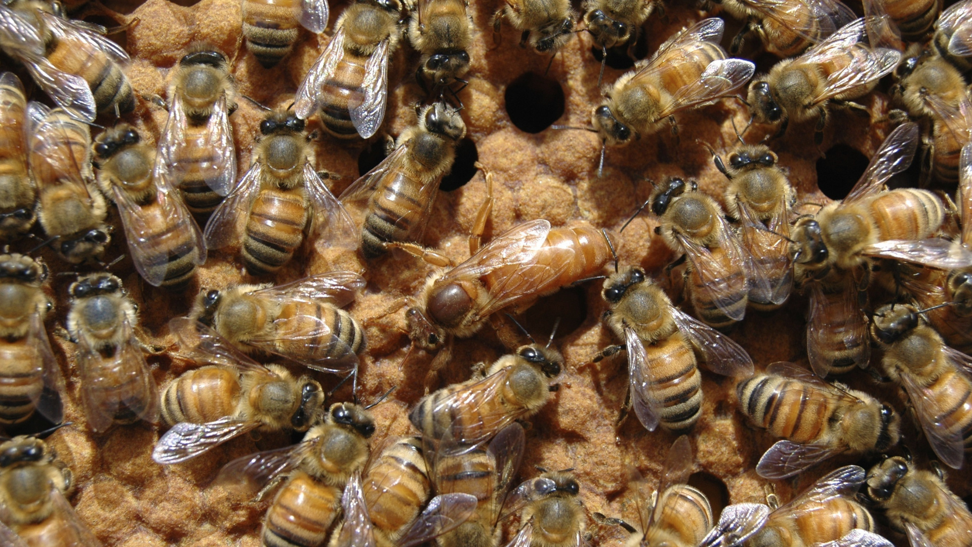 What Does A Queen Bee Look Like? How To Find The Queen Bee