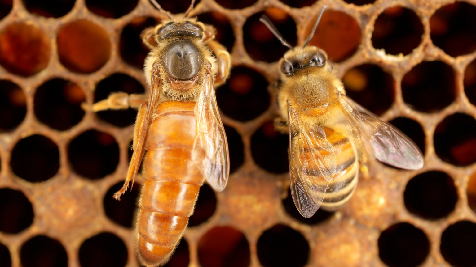 What Does A Queen Bee Look Like? How To Find The Queen Bee