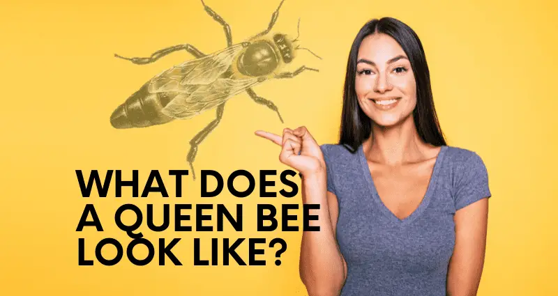what does a queen bee look like