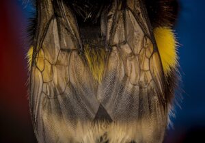 Honey Bee Anatomy: Characteristics, Graphics & Descriptions