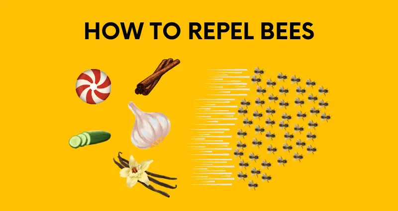 how to keep bees away