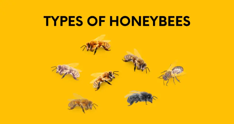 Types Of Honey Bees: Identifying The Varying Types Of Bees