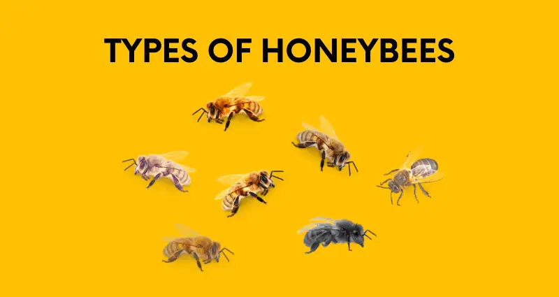 types of honeybees