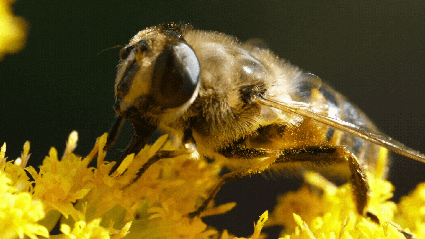 honeybee eating nectar