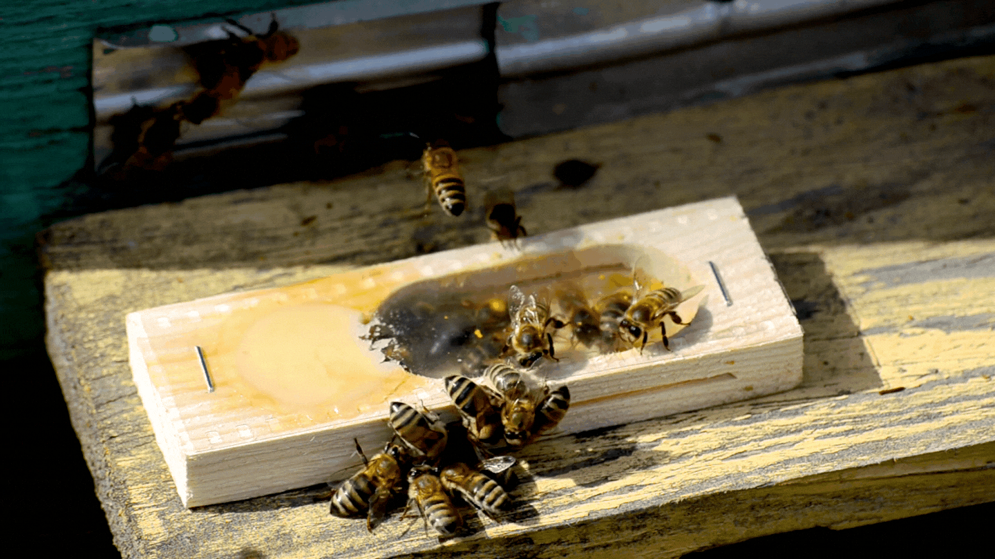 Requeening a honeybee colony
