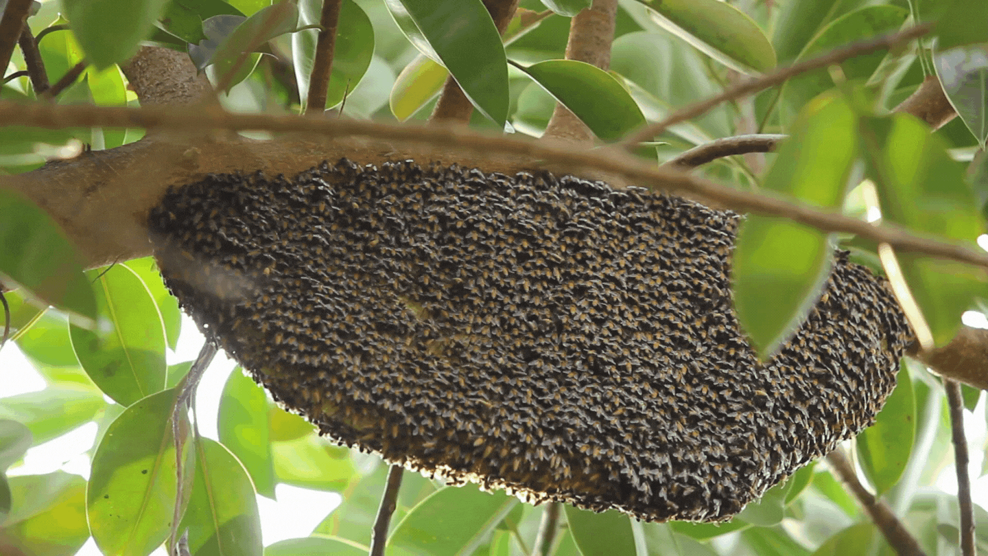 swarm of honeybees on a tree limb