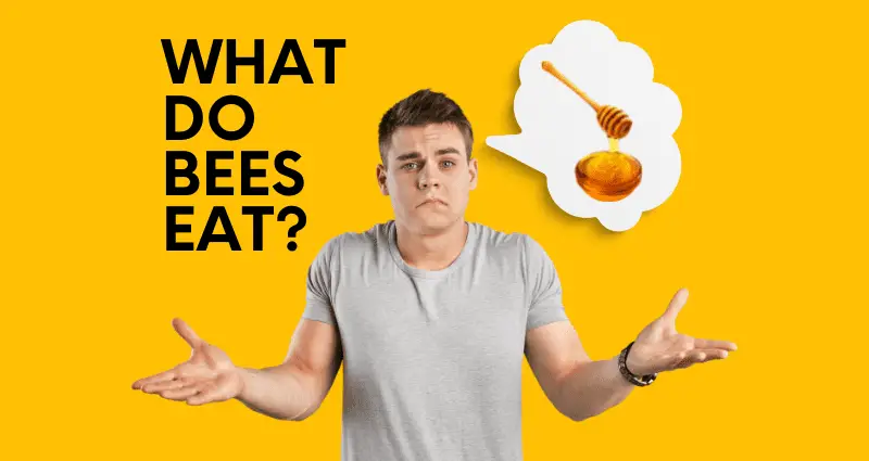 what do bees eat