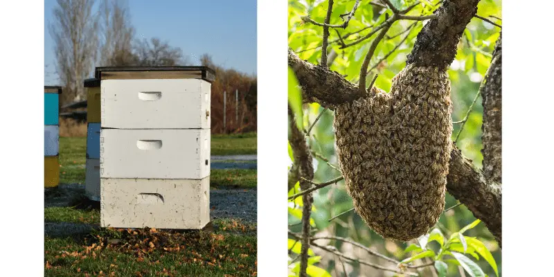 honey bees nest