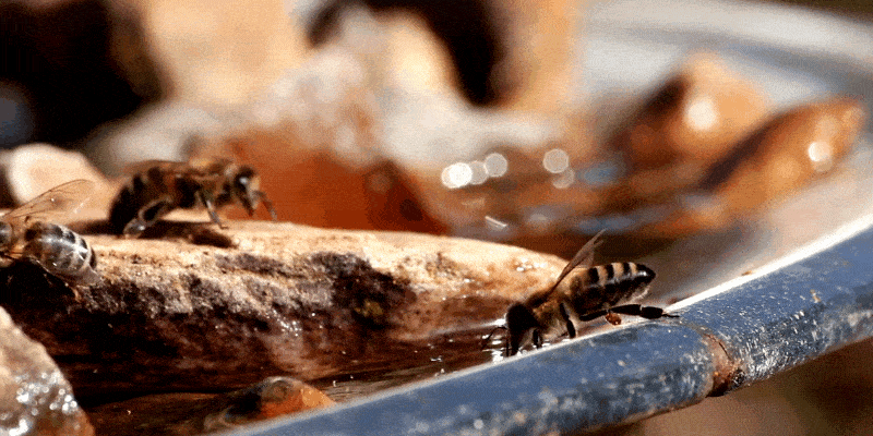 Bees drinking from watering station
