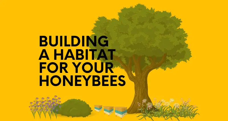 bee habitats