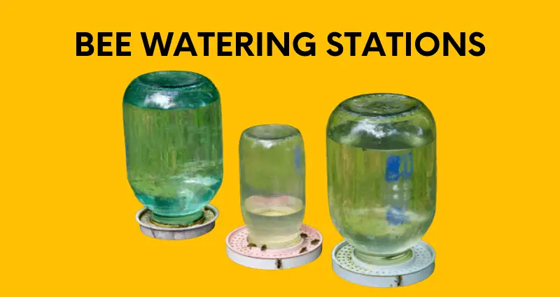 bee watering stations