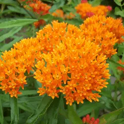 bees are attracted to milkweed