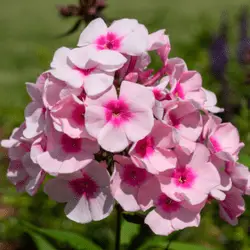 bees are attracted to phlox