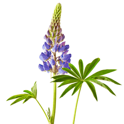 bees are attracted to lupine