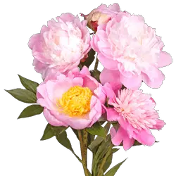 bees are attracted to peonies