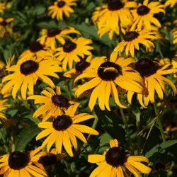 bees are attracted to black-eyed susans