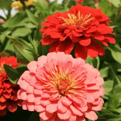 bees are attracted to zinnias