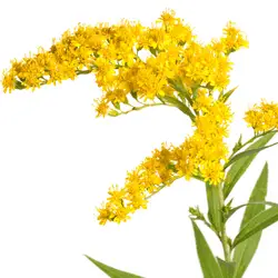 bees are attracted to solidago