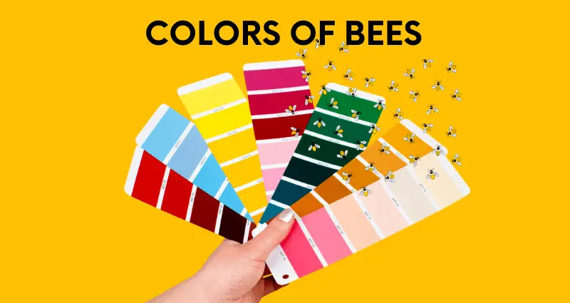 bee colors