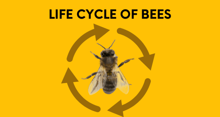 Bee Life Cycle: How Long Do Bees Live & Stages Of Life
