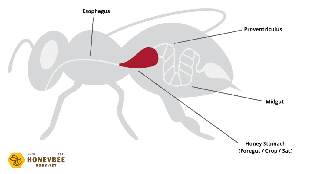 honeybee honey stomach diagram