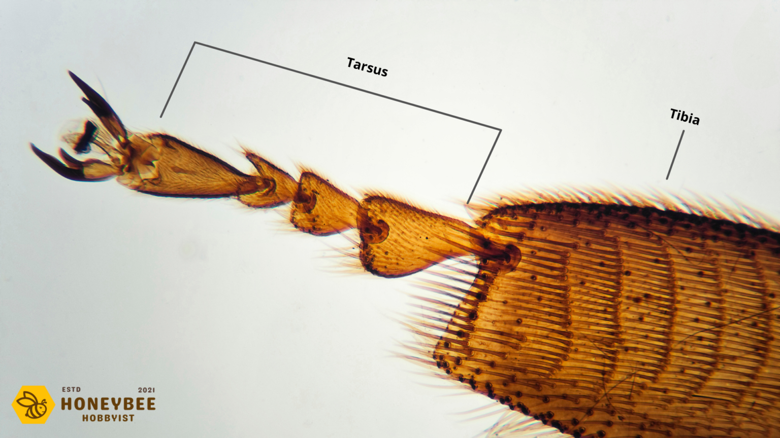 How Many Legs Do Bees Have? Honeybee Hobbyist
