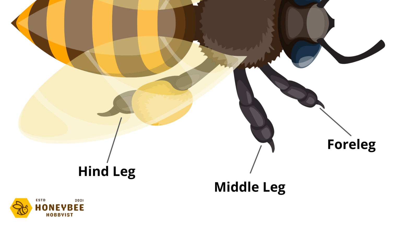 How Many Legs Do Bees Have? | Honeybee Hobbyist