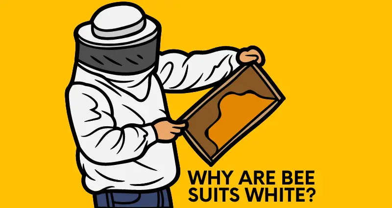 why are bee suits white