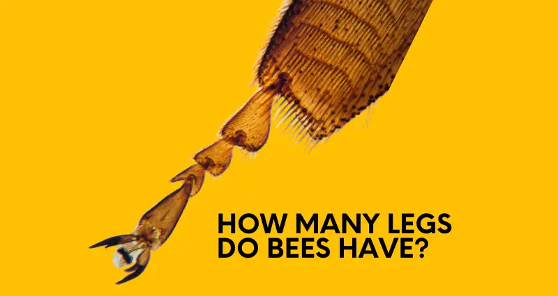 how many legs do bees have