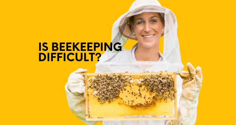is beekeeping hard