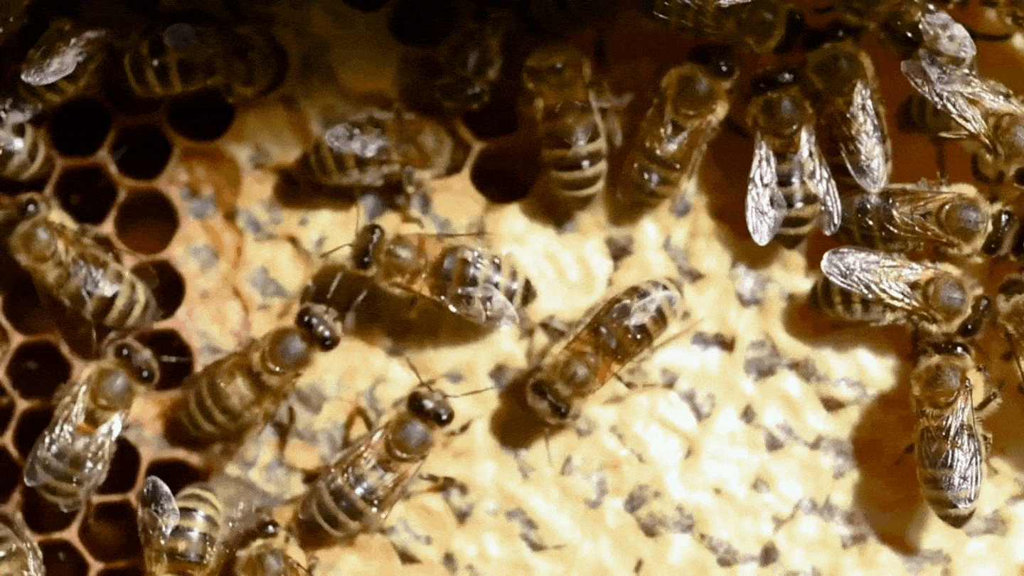 honey bee performing waggle dance