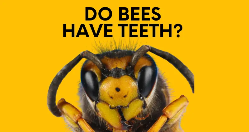 do bees have teeth