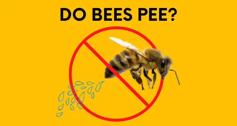 do bees pee