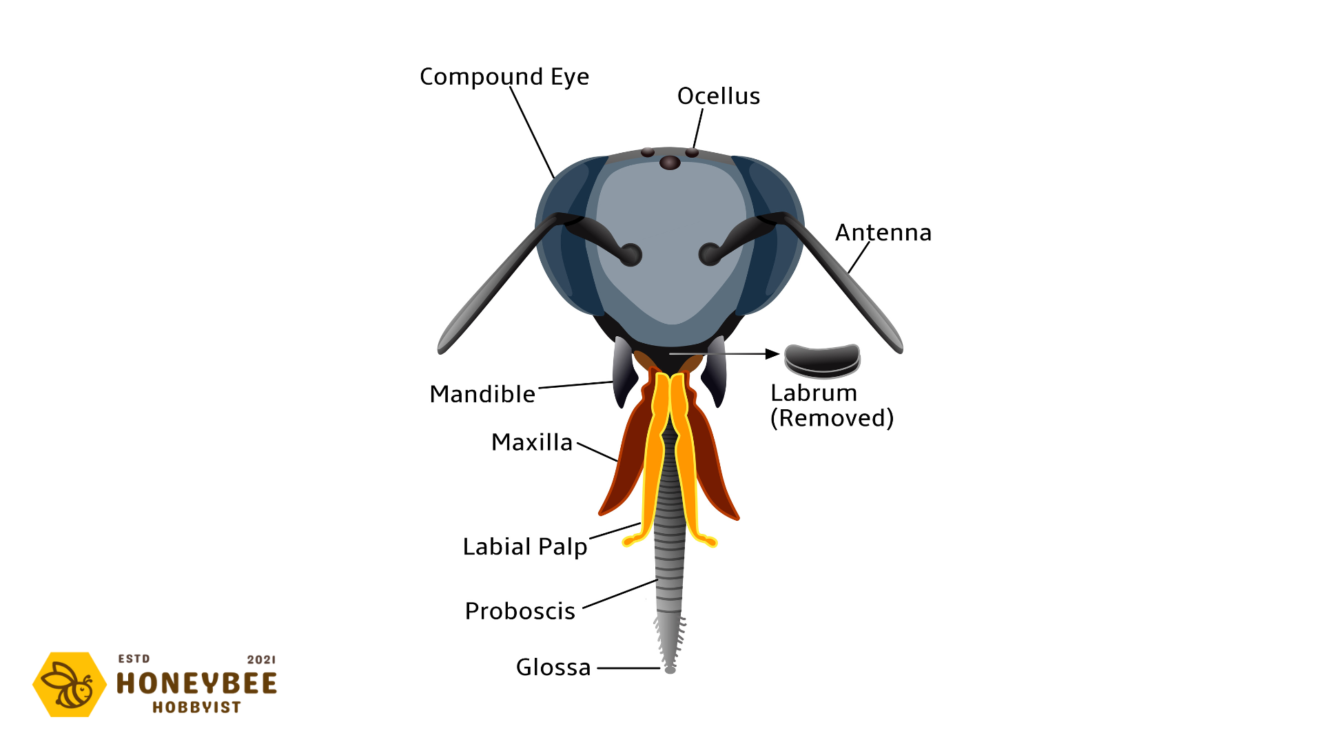 honey-bee-anatomy-characteristics-graphics-descriptions