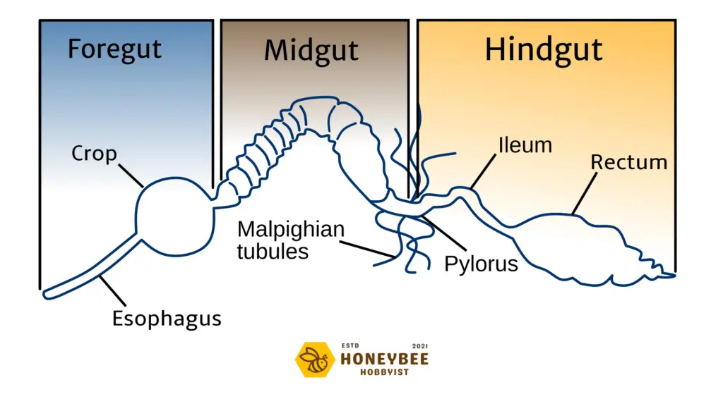 Bee Digestive System Diagram