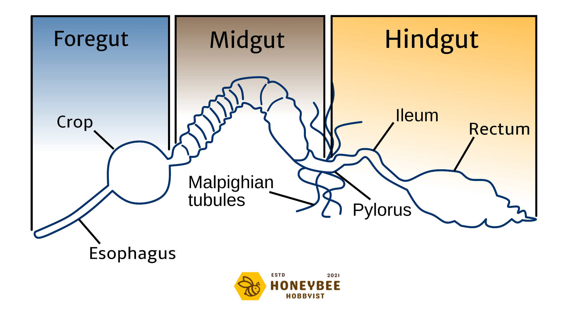 honey-bee-anatomy-characteristics-graphics-descriptions