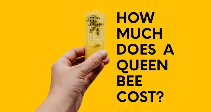 how much does a queen bee cost