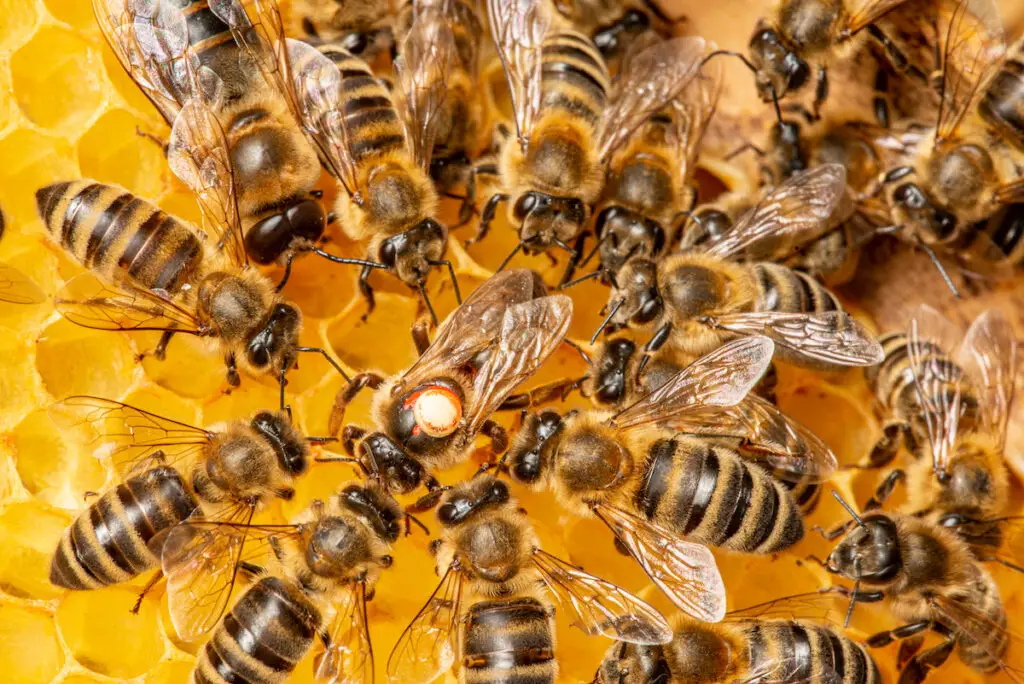 How Much Does A Queen Bee Cost? | Honeybee Hobbyist