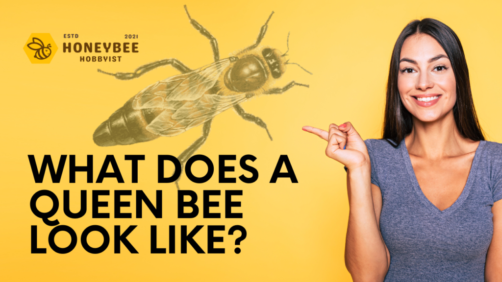 What Does A Queen Bee Look Like