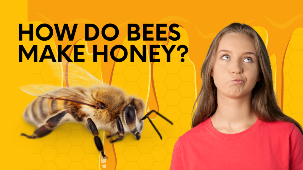 how do bees make honey