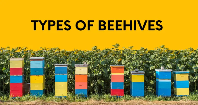 Popular Types of Beehives & Selecting One That Works For You