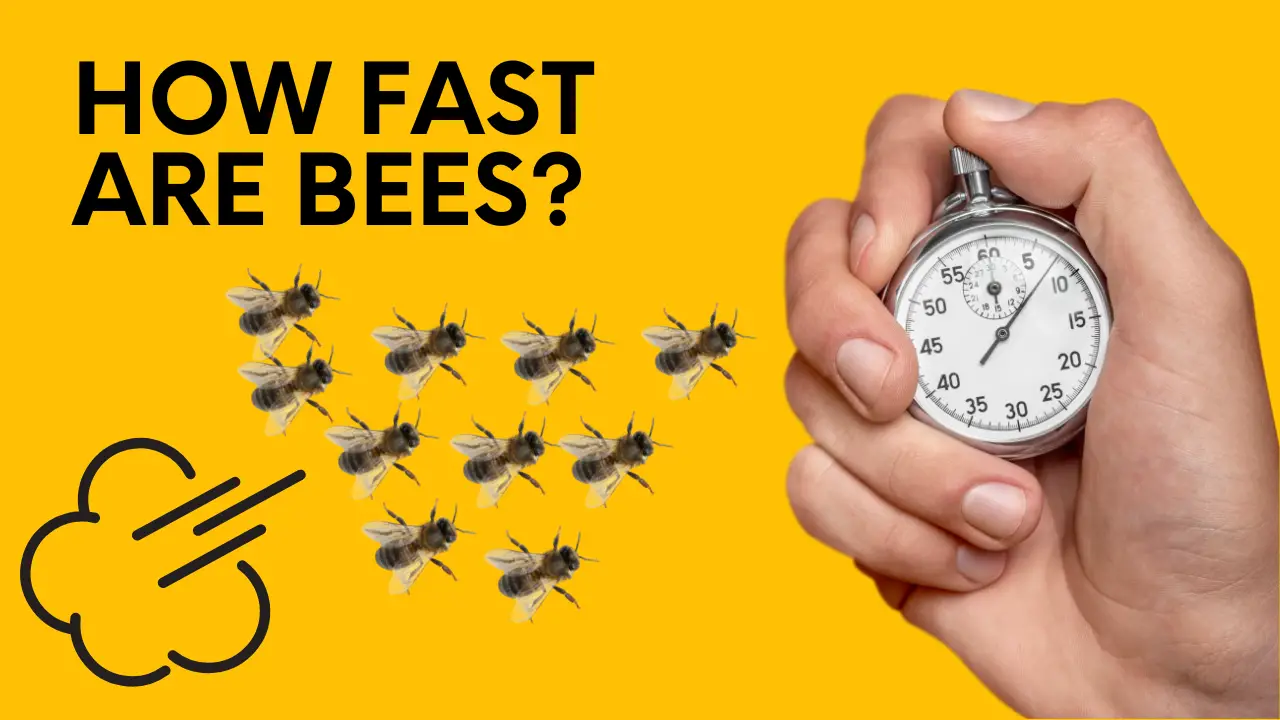 how fast are bees