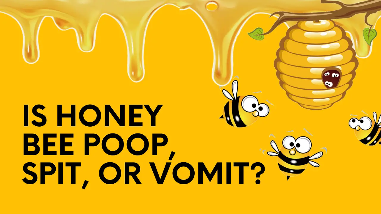 is honey bee poop, spit, or vomit